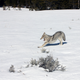 Illustration for article titled Yellowstone Coyote Demonstrates Flawless Downward Dog Technique